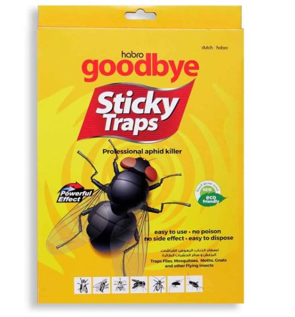 insect